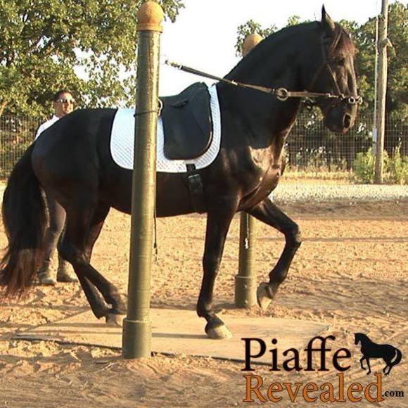 Meet your Posher, Riz - Picture 1 of 1